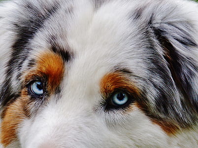 blue, brown and white Australian shepherd close-up photography thumbnail
