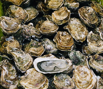 bunch of clams thumbnail