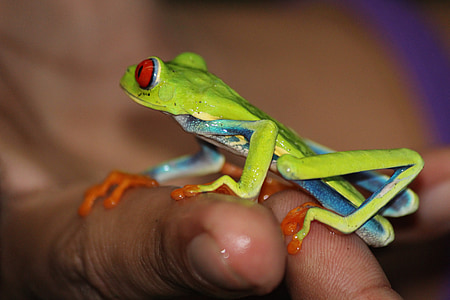 green and blue dart frog thumbnail