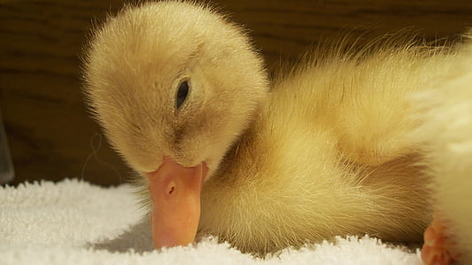 photo of duckling on white mat thumbnail