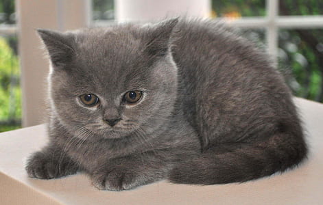 close-up photo of short-fur gray kitten on white surface thumbnail