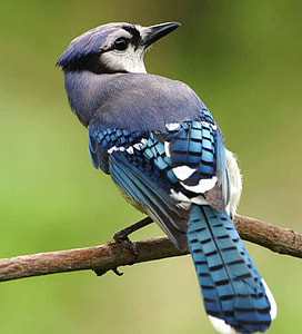 black and blue short-beak bird on tree branch thumbnail