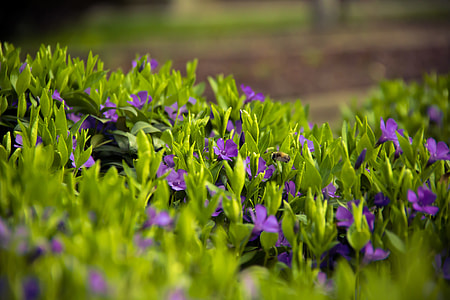 purple petaled flowers closeup selective photography thumbnail