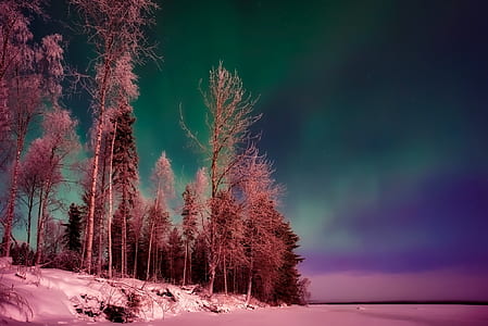 white pine trees near on body of water thumbnail