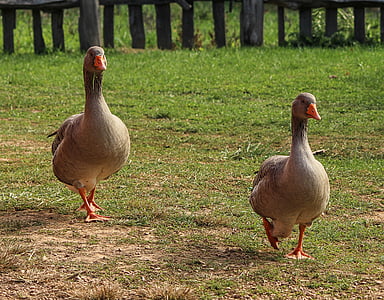 two brown Canadian goose on green grass thumbnail