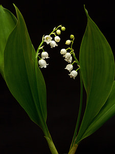 closeup photo of white petaled flowers with green leaves with black background thumbnail