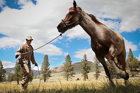 man standing near brown horse thumbnail