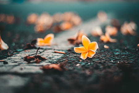 orange Plumeria flowers on grass thumbnail