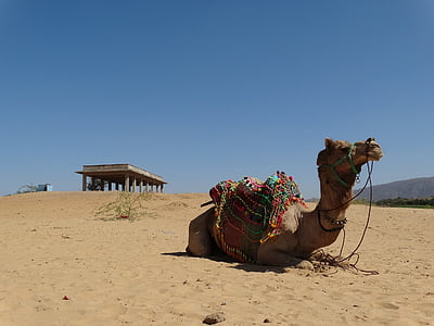 brown camel lying on brown sand during daytime thumbnail