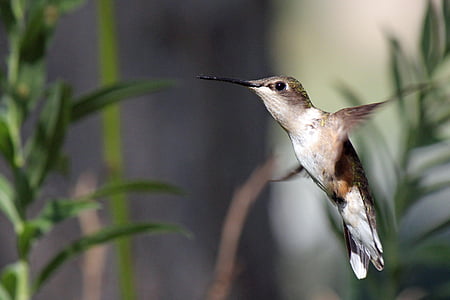 selective focus photo of hummingbird thumbnail