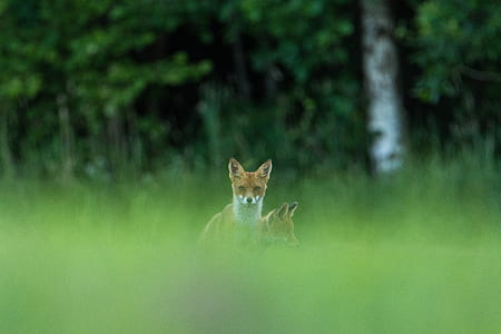 two red foxes on grass field thumbnail