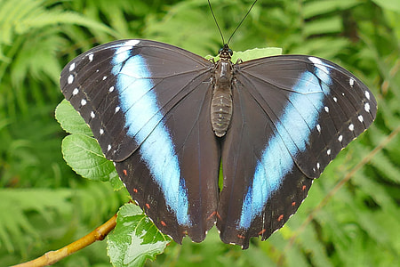 blue and black butterfly perching on green leafed plant thumbnail