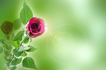 flower, flowers, rose, love, valentine' day, anniversary thumbnail