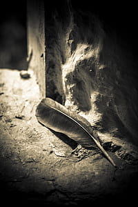 gray feather on rock thumbnail