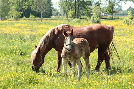 brown and beige horses thumbnail