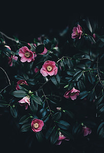 selective focus photo of pink camellia flowers thumbnail