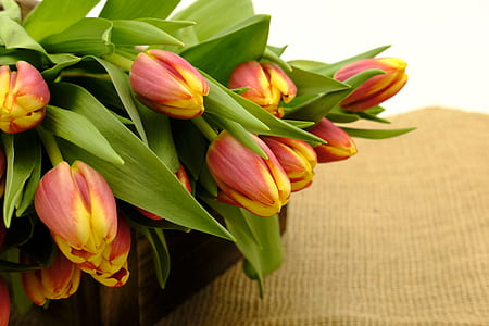 red tulip flower bouquet thumbnail