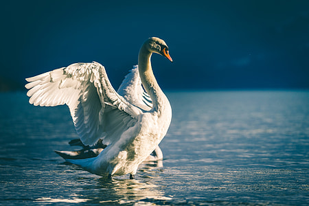 white swan stepping on body of water thumbnail