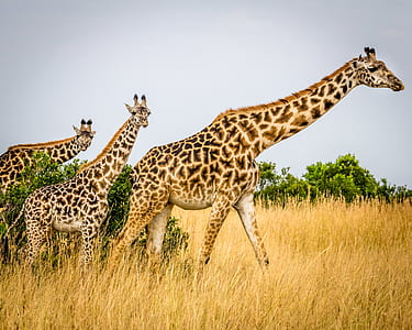 three giraffe walking across brown grass field thumbnail