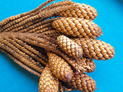 Thika Nut-Twig, Raphia Farinifera thumbnail