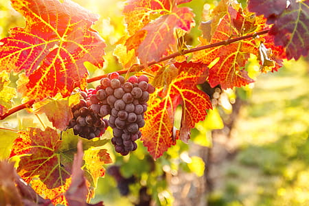Vineyards at sunset in autumn harvest. Ripe grapes in fall. thumbnail
