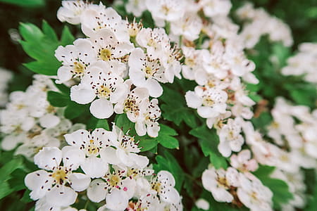 White Flowers thumbnail