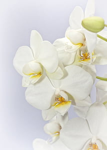 white orchids thumbnail