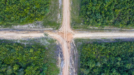 aerial view of trees thumbnail