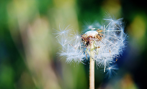 shallow focus photography of white dandelion thumbnail