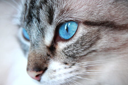 macro photography of gray cat thumbnail