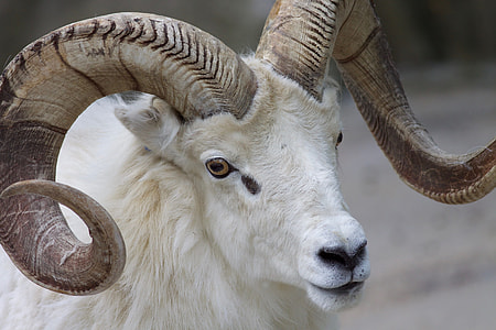 close up photography of a bull thumbnail