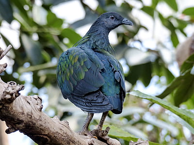 black bird on tree branch thumbnail