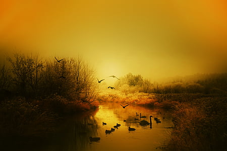 flock of geese on water during sunset thumbnail