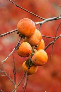 orange peach fruits thumbnail