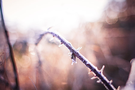 Morning Winter Hoarfrost on a Prickly Bush thumbnail