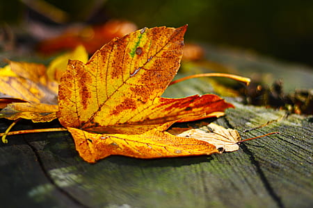shallow focus photography of yellow dried leaf thumbnail
