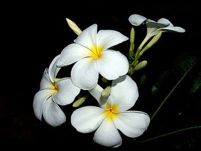 white plumeria flowers thumbnail