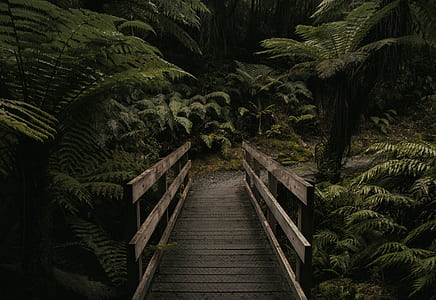 empty wooden bridge near fern plants thumbnail