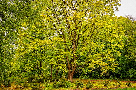 green leafed trees thumbnail