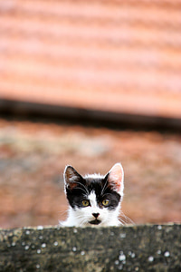 tuxedo cat in front of brown concrete brick in selective focus photography thumbnail