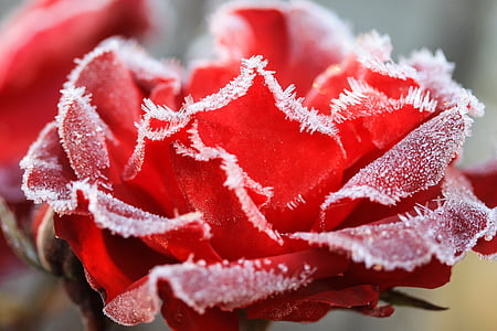 red rose frozen macro photography thumbnail