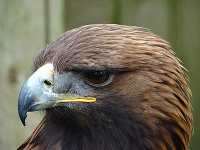 Bird Of Prey, Golden Eagle thumbnail