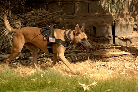 adult brown Belgian malinois walking outdoor thumbnail