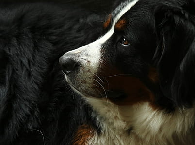 adult black, brown, and white Bernese mountain dog close-up photography thumbnail