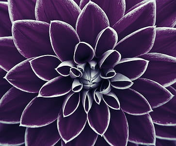 macro photography of purple dahlia flower thumbnail