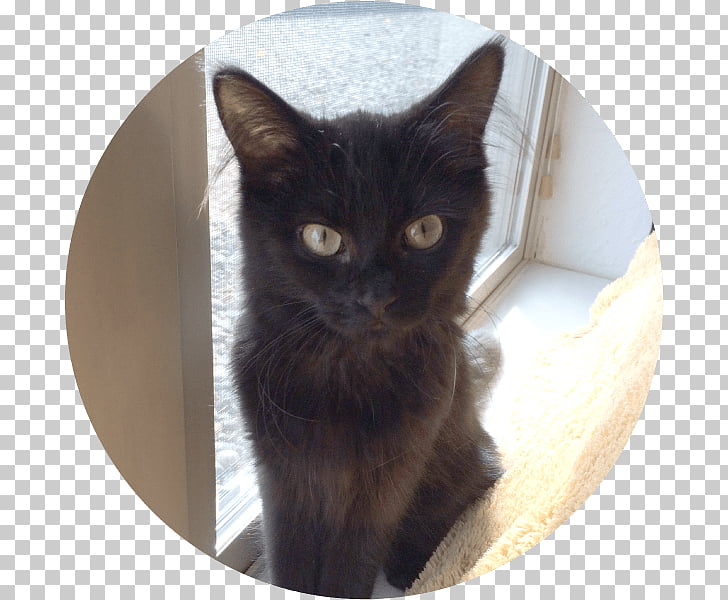 Bombay Cat Black Cat Burmese Cat European Shorthair German Rex