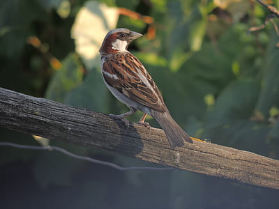 Brown and Gray Bird on Gray Wood thumbnail