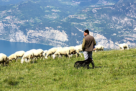 man standing in front of sheeps during daytime thumbnail