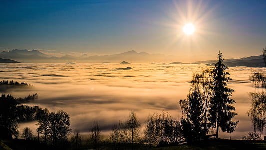 silhouette of trees with fog under golden hour thumbnail