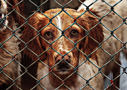 short-coated brown and white dog during daytime on cage thumbnail
